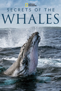 Bí Ẩn Của Loài Cá Voi - Secrets of the Whales (2021) Bí Ẩn Của Loài Cá Voi - Secrets of the Whales (2021)