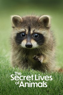 Bí Ẩn Về Thế Giới Động Vật - The Secret Lives of Animals (2024)