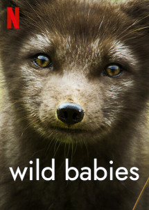 Động vật chào đời - Wild Babies (2022) Động vật chào đời - Wild Babies (2022)