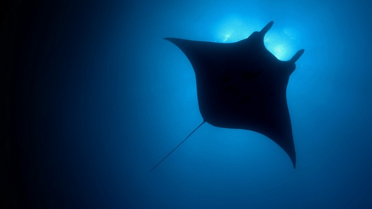 Hành Tinh Màu Xanh Dương - The Blue Planet