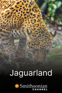 Jaguarland - Jaguarland (2020) Jaguarland - Jaguarland (2020)