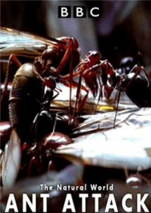 Kiến ăn thịt - The Natural World - Ant Attack (2006) Kiến ăn thịt - The Natural World - Ant Attack (2006)