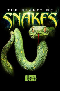 Nét đẹp của loài rắn - The Beauty of Snakes (2003) Nét đẹp của loài rắn - The Beauty of Snakes (2003)