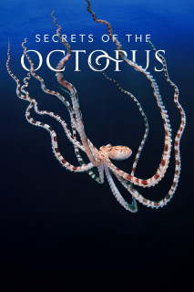 Secrets of the Octopus - Secrets of the Octopus (2024) Secrets of the Octopus - Secrets of the Octopus (2024)