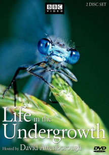 Thế Giới Côn Trùng - Life in The Undergrowth (2005) Thế Giới Côn Trùng - Life in The Undergrowth (2005)