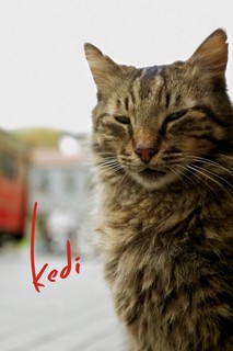 Thế Giới Loài Mèo - Kedi (2017) Thế Giới Loài Mèo - Kedi (2017)