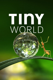 Thế Giới Siêu Nhỏ (Phần 1) - Tiny World (Season 1) (2020) Thế Giới Siêu Nhỏ (Phần 1) - Tiny World (Season 1) (2020)