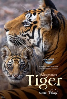 Tiger - Tiger (2024) Tiger - Tiger (2024)